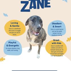 Cane Corso Mix