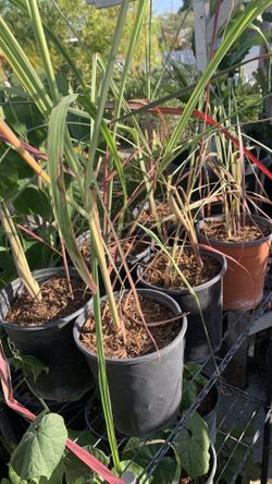 Lemongrass. Xả Tím 7$