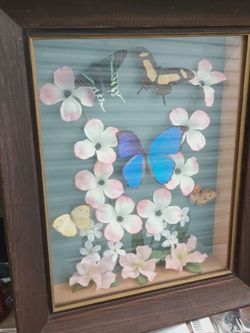 Vintage Butterfly Collection 