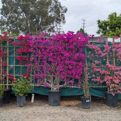 Trellis Bougainvillea