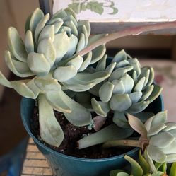 Echeveria succulent