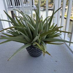 Aloe Vera Plant