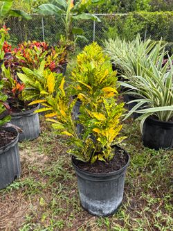 Gold dust croton 3 gal
