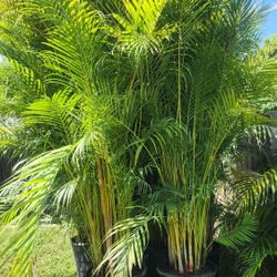 Spectacular Arecas Palms For Inmediate Privacy!! About 9 Feet Tall! Fertilized 
