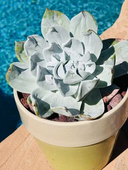 Curly rare  succulent with Ceremic pot