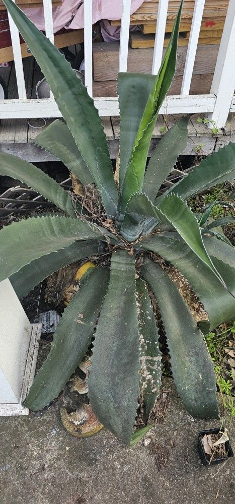 Potted Agaves Cactus Succulent