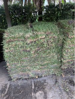 Fresh Sod - Césped Fresco