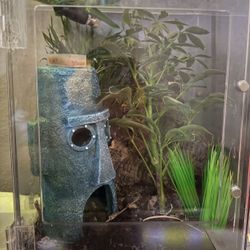 Hawaiin Mourning Gecko “Enclosure”