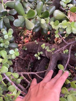 Free succulents