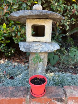 Green Japanese Maple from seed