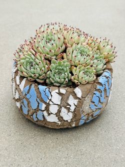 Succulents plants 🪴 （ECHEVERIA TEXENSIS ROSEA）