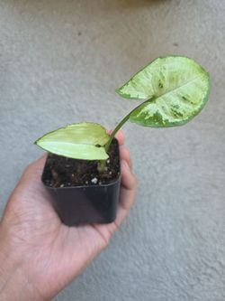 Plant