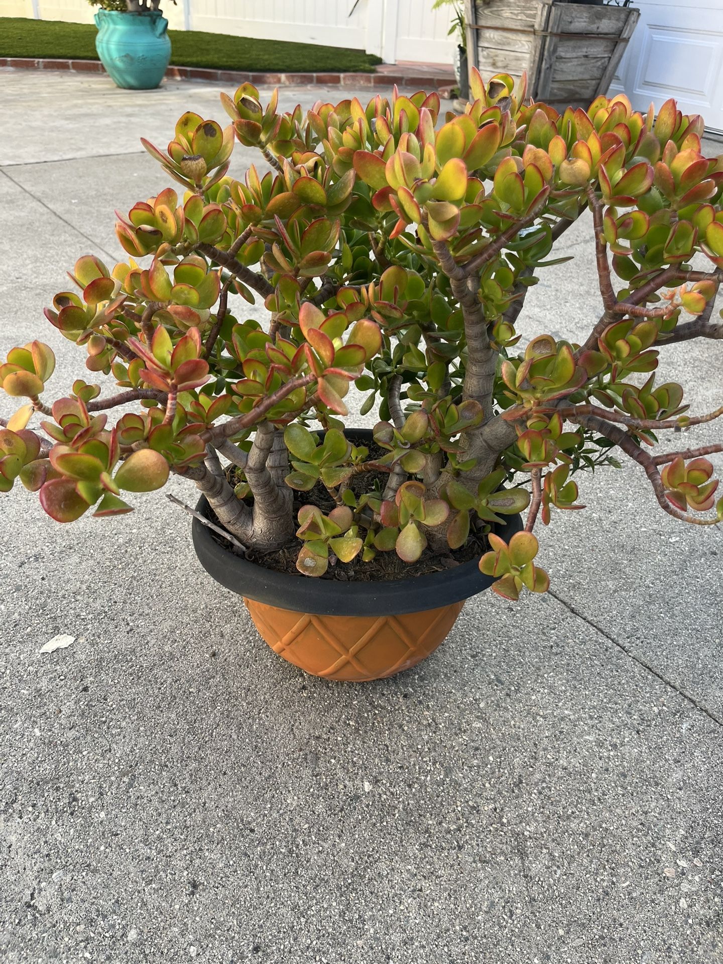 Jade Plant