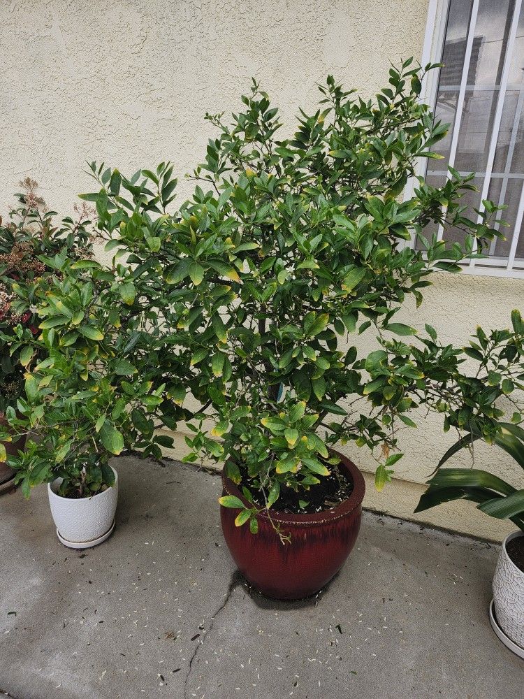 Beautiful Lemon Tree