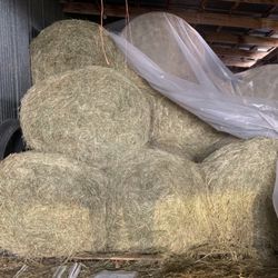 Dry Large Rounds 600 Lbs 