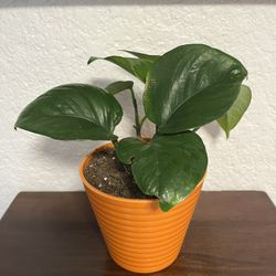 Golden Pothos Houseplant