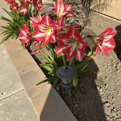 Amaryllis Plants In Pots