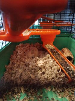 Jaula/Cage Only - NO HAMSTERS/Pets