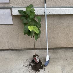 Healthy Thai White Guava Fruit Tree