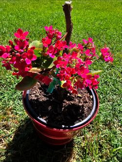 Succulent Plant