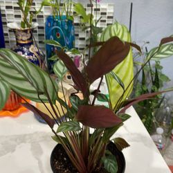 CALATHEA Setosa In 6 Inches Pot