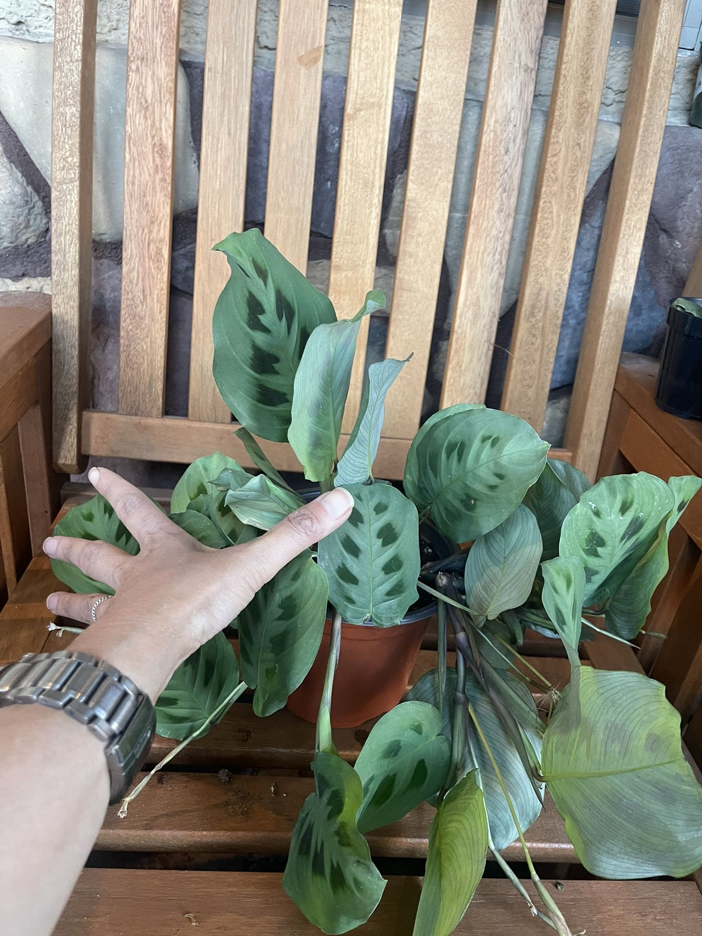 Green Prayer Plant In 6” Pot