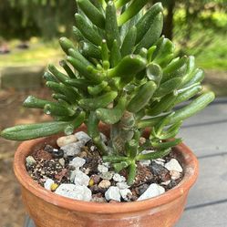 Jade