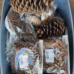Assorted Pine Cones for Decor or Crafts