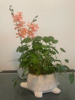 Chinese Money Plant – Easy-Care Indoor Plant