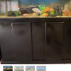 Fish Tank