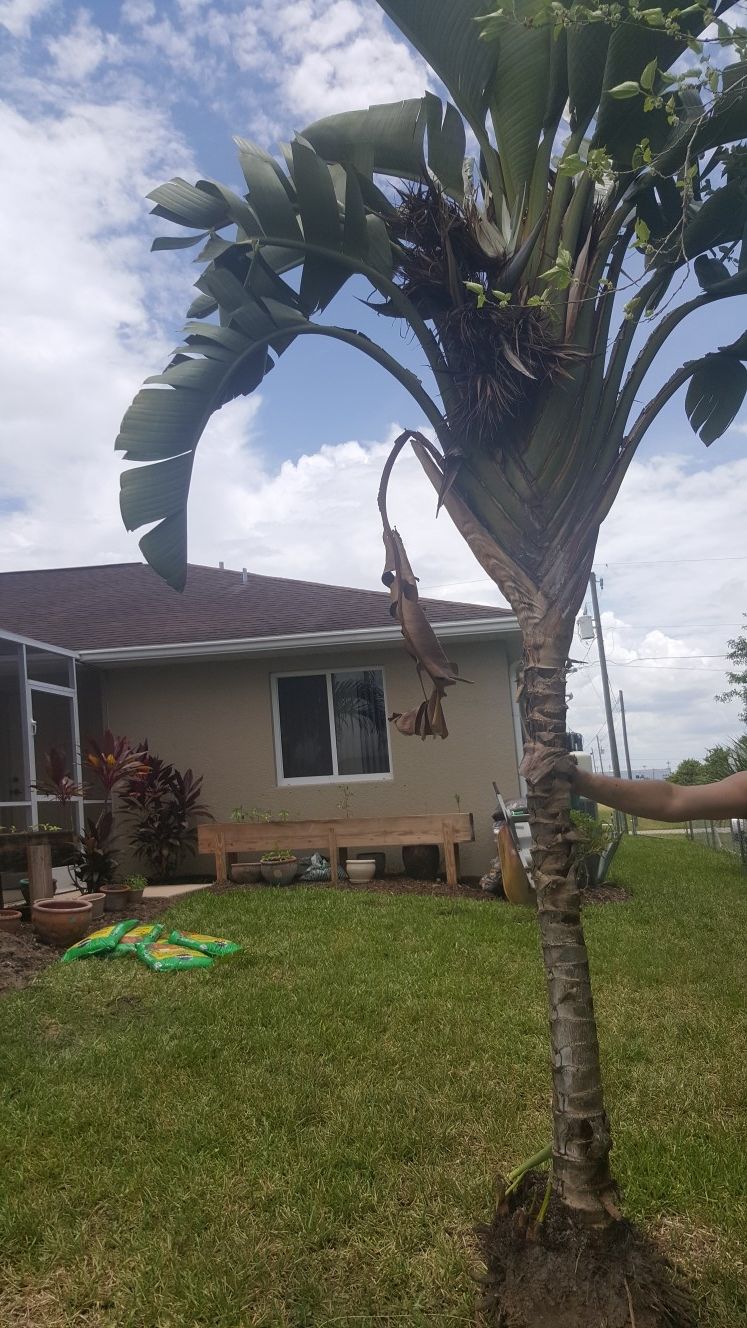 Over 10 ft Hawaiian Madagascarienisis plam tree ready to be planted