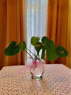 Monstera Natural plant in heavy vase 10.5 “tall
