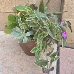 Decoration Suculents Plants Mix 