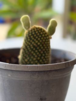 Bunny ear cactus