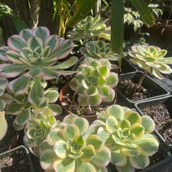 Sunburst Succulent 