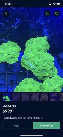 Coral Decorations