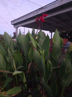 Canna  plant