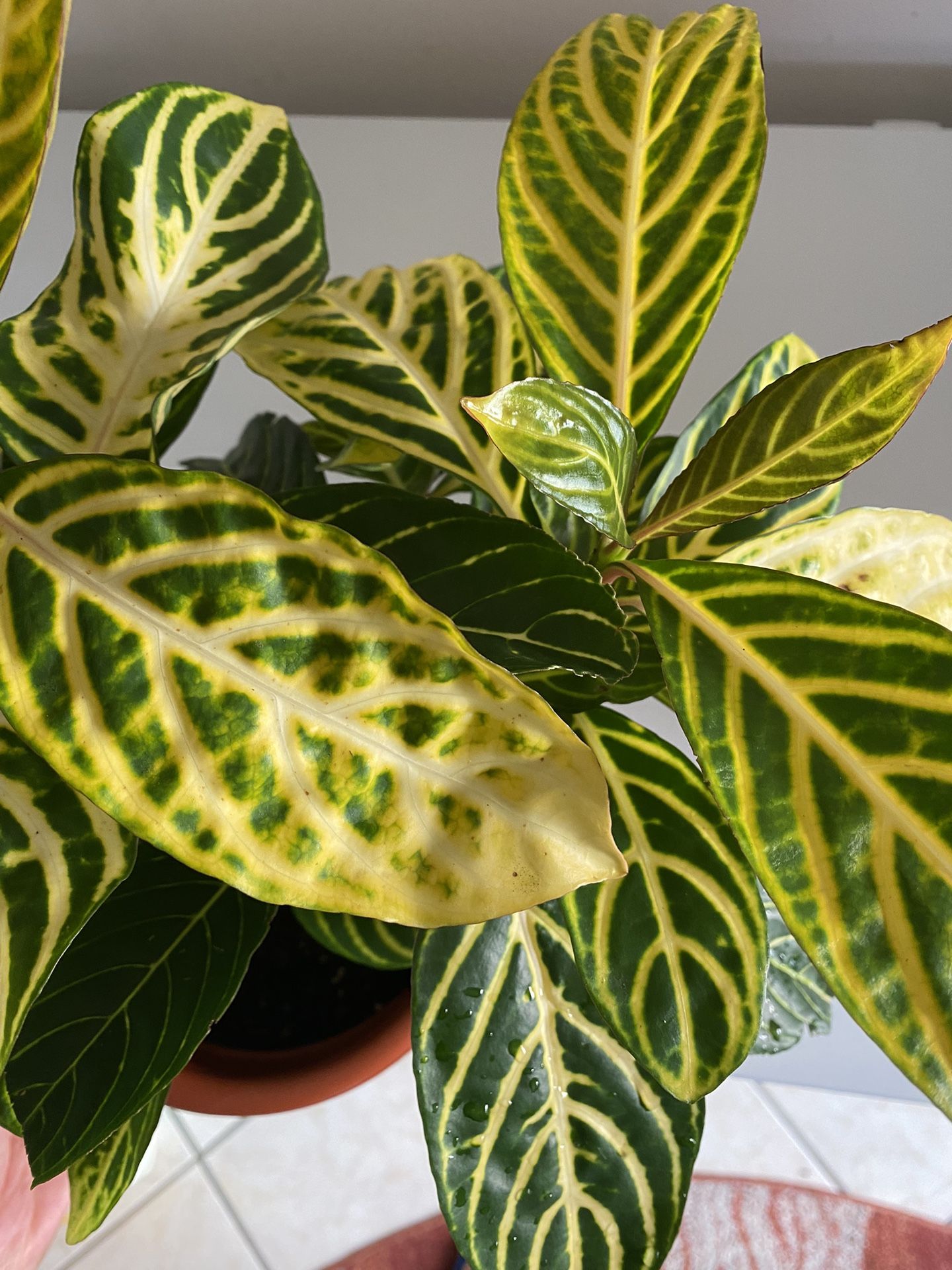 Sanchezia Oblonga Plant 