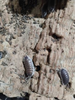 Isopods Porcellio Hoffmannseggi Titans