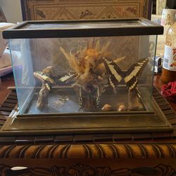 Vintage Real Butterflies In Display Box