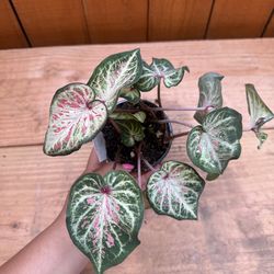 Caladium green/pink 4”