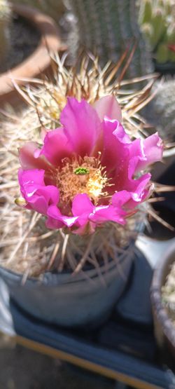 Cactus plants.