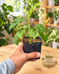 Monstera adansonii “Swiss Cheese” Plants
