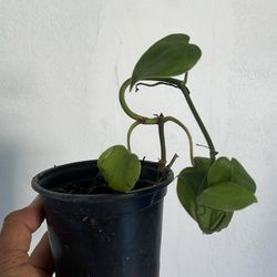 Heart Shape Philodendron Low Maintenance House Plant 4”
