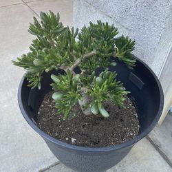 Gollum Jade Plant  In 19" Pot