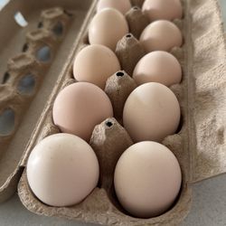 Organic Eggs 