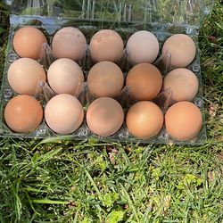 Farm Fresh Eggs For Sale Five Dollars For 15 Pack