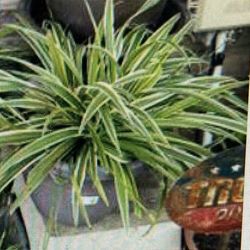 1 Variegated Spider plant $25 