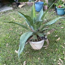 Large Maguey  Plant