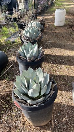 Agave Cactus